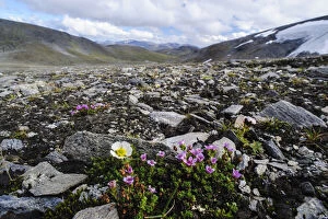 Norway, Troms. Purple Mountain Saxifrage