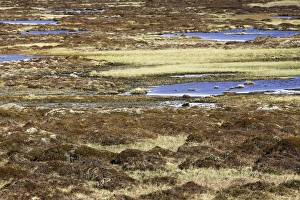 Images Dated 3rd June 2007: Norway - tundra landscape at edge of Varanger Fjord - North Norway