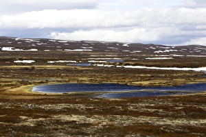 Images Dated 3rd June 2007: Norway - tundra landscape at edge of Varanger Fjord - North Norway