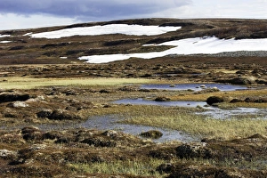 Images Dated 3rd June 2007: Norway - tundra landscape at edge of Varanger Fjord - North Norway