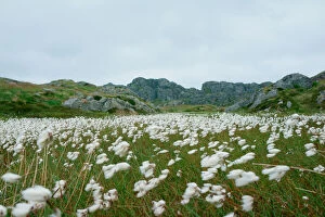Botanical Gallery: Norway, Utsira Island, cottongrass