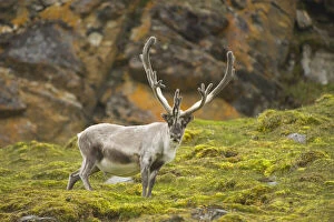 Norway, western Spitsbergen. Svalbard reindeer