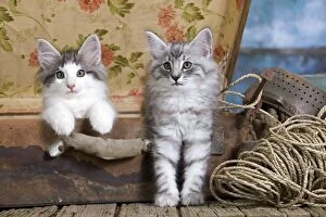 Images Dated 30th May 2011: Norwegian Cat - kittens at 10 weeks