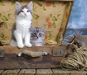 Images Dated 30th May 2011: Norwegian Cat - kittens at 10 weeks