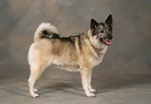 Norwegian Elkhound Dog