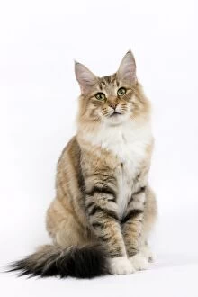 Images Dated 19th January 2010: Norwegian Forest Cat
