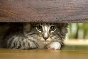 Norwegian Forest Cat