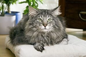 Images Dated 26th June 2006: Norwegian Forest Cat