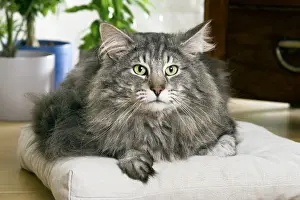 Norwegian Forest Cat
