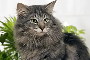 Norwegian Forest Cat