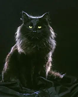Norwegian Forest Cat