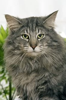 Images Dated 26th June 2006: Norwegian Forest Cat