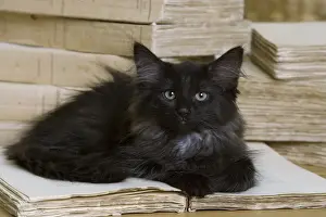Norwegian Forest Cat - black