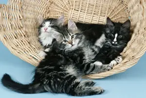 Norwegian Forest Cat JD 5777 © John Daniels / ardea. com