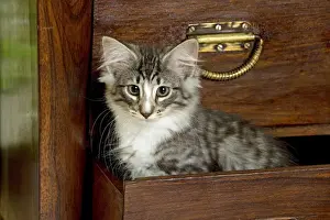 Chest Of Draws Prints: Norwegian Forest Cat - Kitten 2 months old