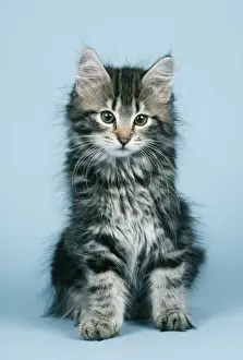 Norwegian Forest Cat Kitten