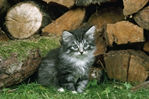 Images Dated 24th March 2011: Norwegian Forest Cat - kitten by logs