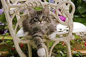 Norwegian Forest Cat - kitten sitting on chair with flowers