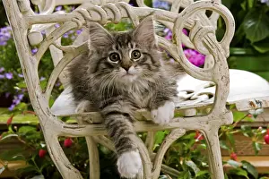 Chairs Prints: Norwegian Forest Cat - kitten sitting on chair with flowers