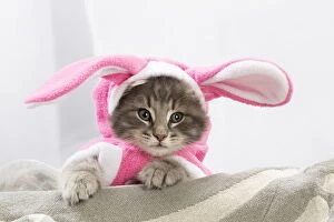 Bunny Gallery: Norwegian Forest Cat, kitten wearing pink rabbit ears