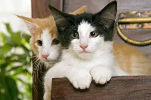 Chest Of Draws Prints: Norwegian Forest Cat - Kittens 2 months old