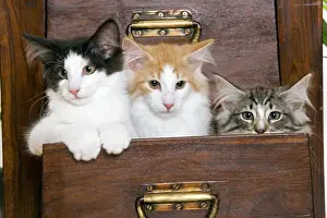 Norwegian Forest Cat - Kittens 2 months old