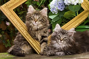 Kittens Collection: Norwegian Forest Cat - two kittens with picture frame & flowers
