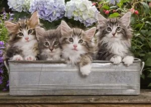 Norwegian Forest Cat - four kittens in tin windowbox