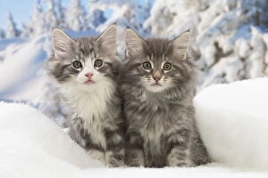Norwegian Forest Cat, kittens in winter snow scene