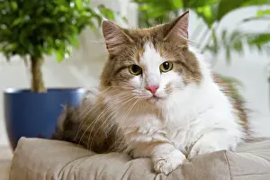 Norwegian Forest Cat lying on cushion