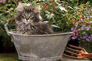 Images Dated 16th June 2000: Norwegian Forest Cat - in metal planter with flowers