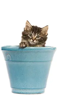 Norwegian Forest Cat / Norsk Skogkatt - 8 week old kitten in blue pot