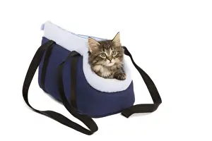 Norwegian Forest Cat / Norsk Skogkatt - 8 week old kitten in cat carrying bag in studio