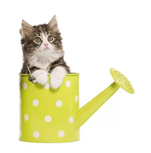 Norwegian Forest Cat / Norsk Skogkatt - 8 week old kitten in green and white spotted watering can
