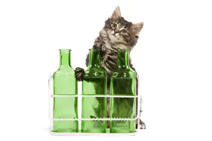 Norwegian Forest Cat / Norsk Skogkatt - 8 week old kitten on hind legs behind three green glass bottles