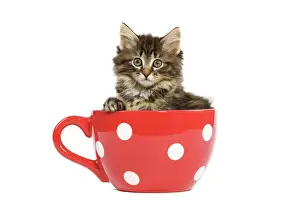 Norwegian Forest Cat / Norsk Skogkatt - 8 week old kitten in red & white spotted mug
