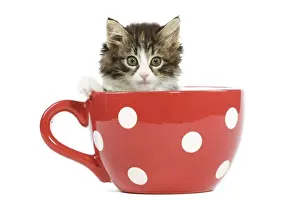 Norwegian Forest Cat / Norsk Skogkatt - 8 week old kitten in red & white spotted mug