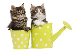 Kitten Prints: Norwegian Forest Cat / Norsk Skogkatt - two 8 week old kittens in green and white spotted watering can & pot