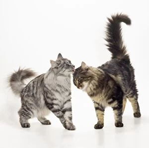 Images Dated 26th August 2008: Norwegian Forest Cat - Silver Tabby & Brown Tabby