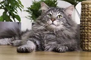 Norwegian Forest Cat - Silver Tabby Mackerel & White