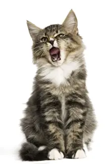 Norwegian Forest Cat - sitting