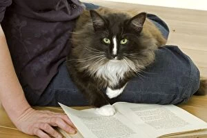 Images Dated 27th June 2006: Norwegian Forest Cat sitting on girls lap with book