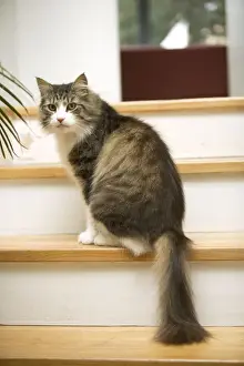 Steps Prints: Norwegian Forest Cat - sitting on stairs