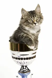 Prize Prints: Norwegian Forest Cat - sitting in trophy cup