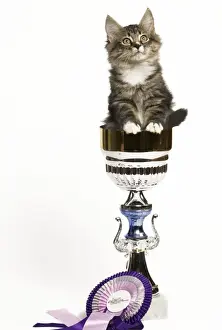 Rosette Prints: Norwegian Forest Cat - sitting in trophy cup with rosette