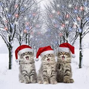 Norwegian Forest Cat wearing Christmas hats mouths