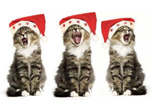 Calling Collection: Norwegian Forest Cat - x3 wearing Christmas hats, singing