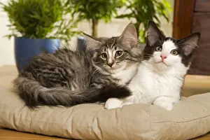 Norwegian Forest / Norsk Skogkat Cats