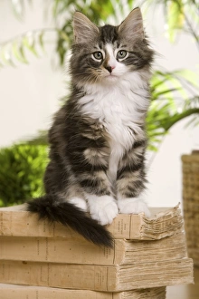 CAT - kitten with books