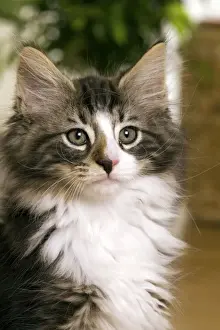 Norwegian Forest Silver and White Mackerel Tabby Cat